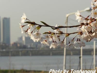 桜の背景に漢江のうららかな様子