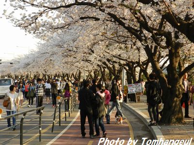 汝矣島・輪中路の花見風景