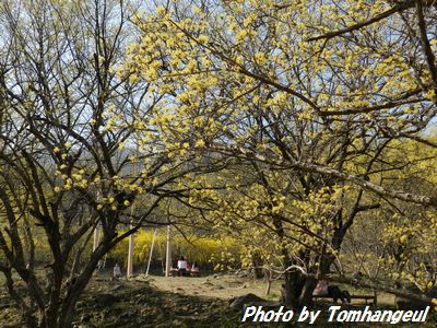 利川・サンシュユ村