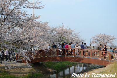 桜が満開の鏡浦湖のほとり
