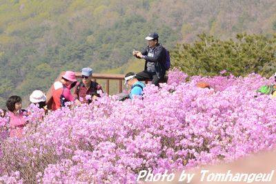 江華島・高麗山のツツジ