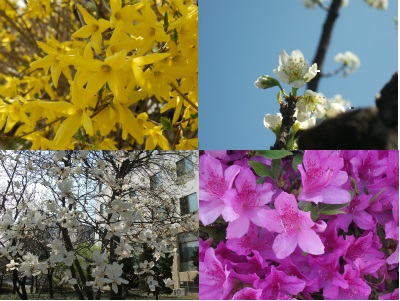 韓国の春の花を眺める 韓国 韓国旅行 トム ハングル